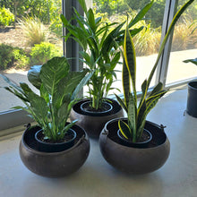 Load image into Gallery viewer, Vintage Iron Cauldren Planter Pot